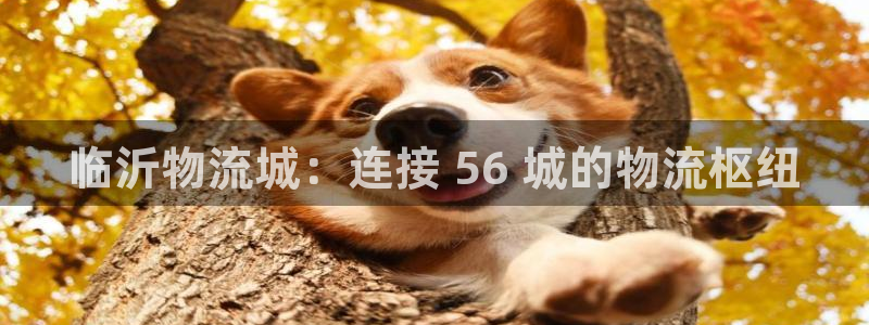 28圈网站平台是多少